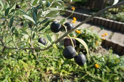 20111102-犬たち 846.jpg